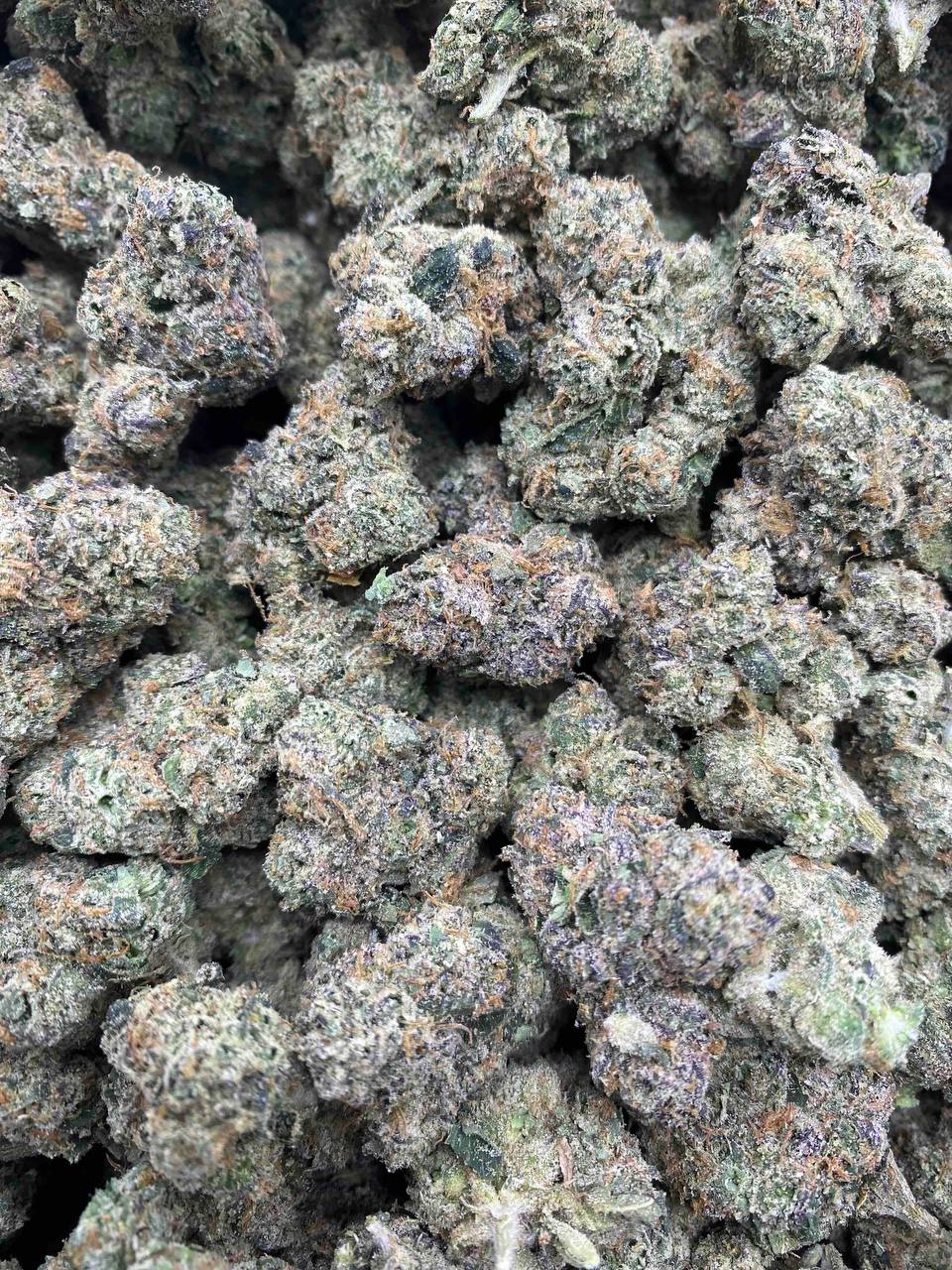 CHERRY ZOOTIES