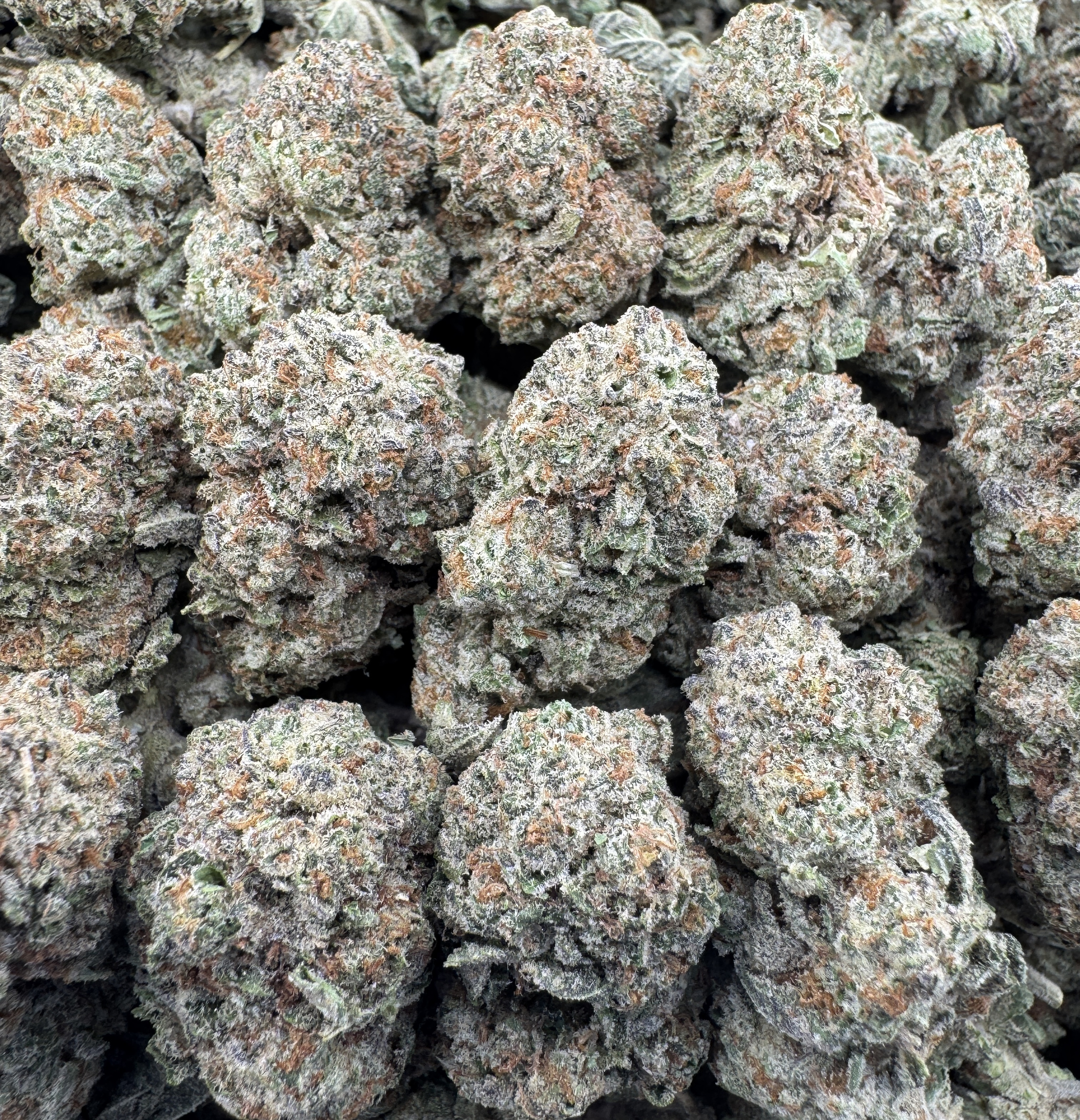*WHITE GOBSTOPPER*