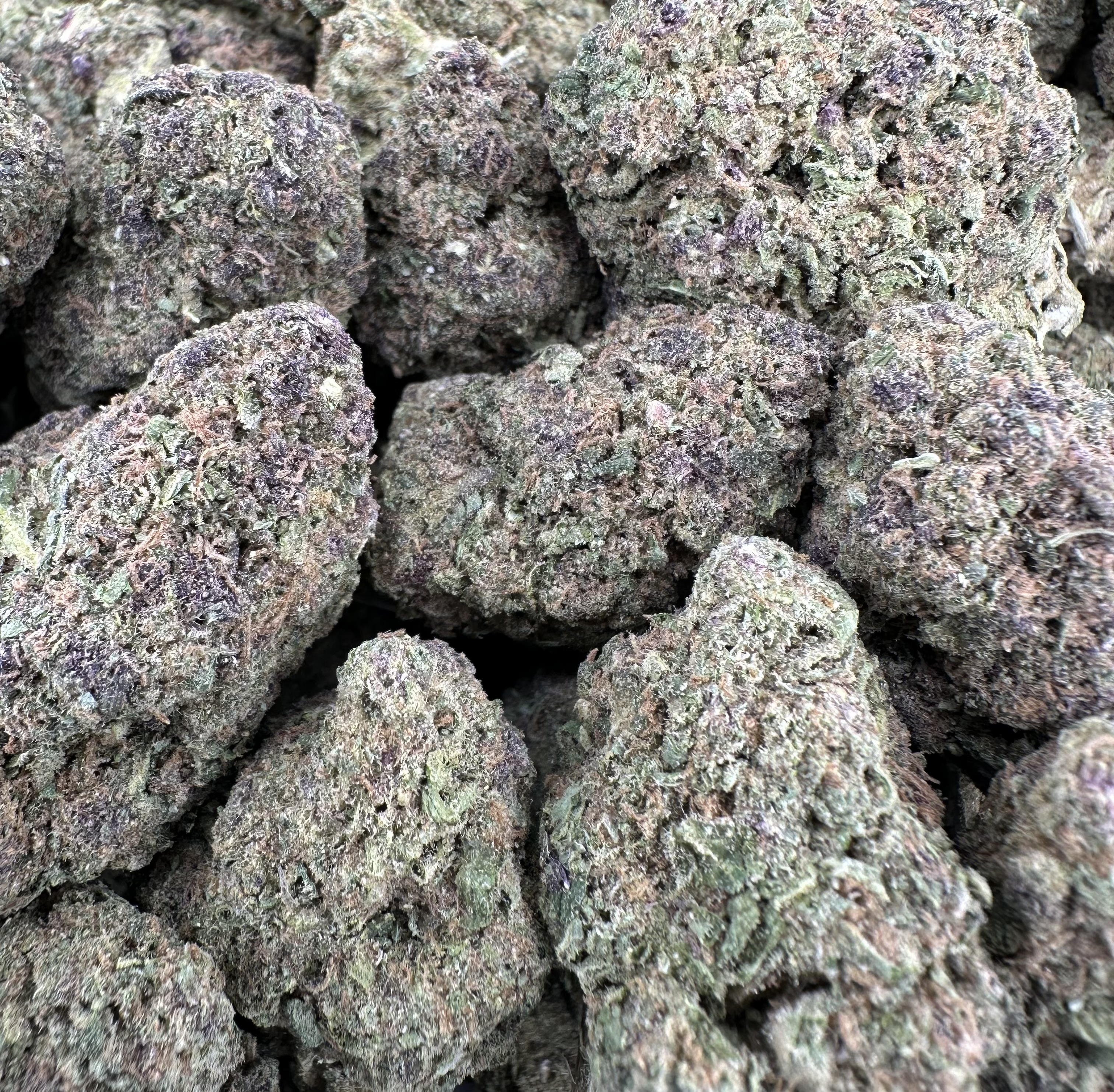 WHITE MIMOSA