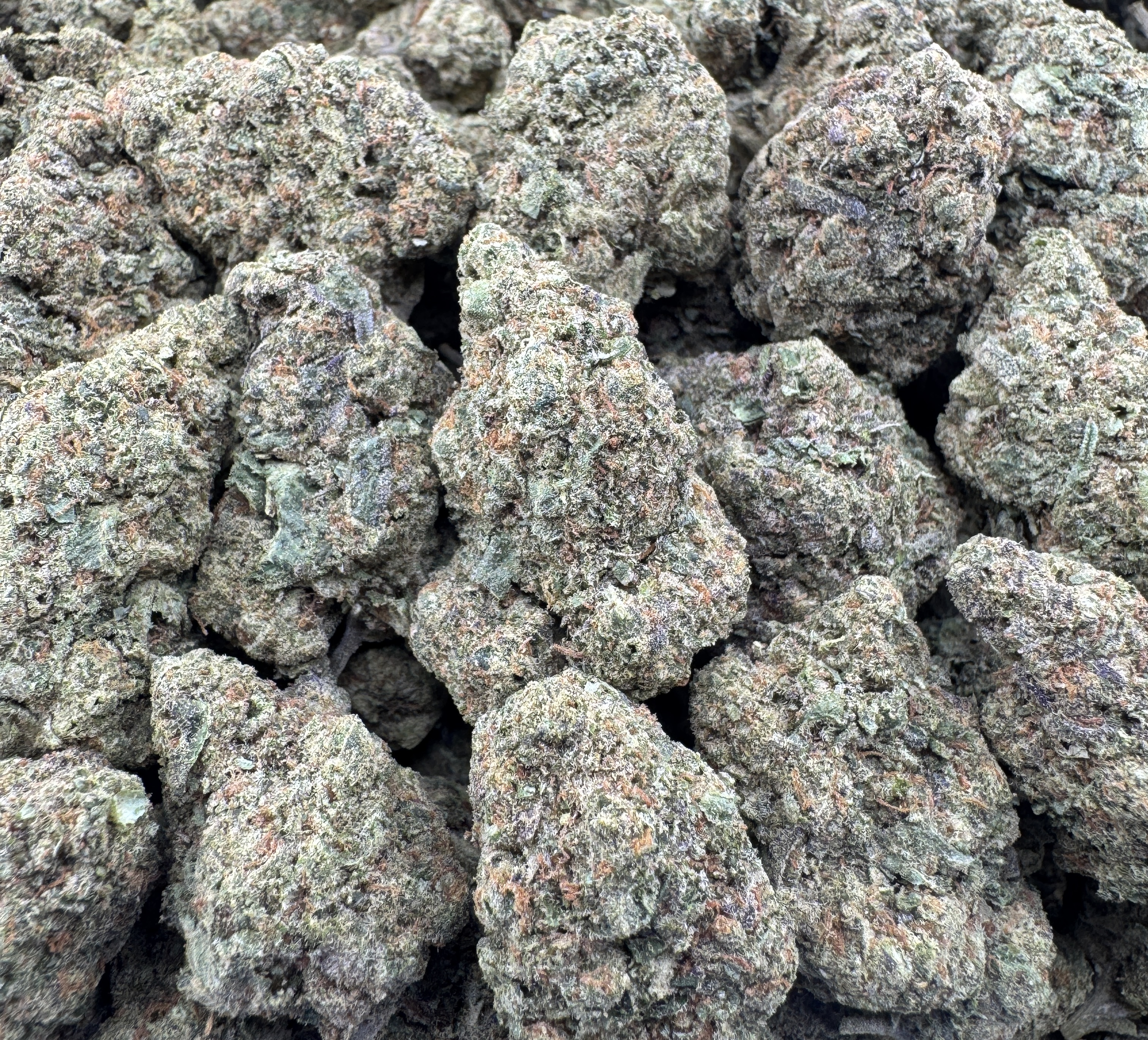 JUNGLE MINTZ (SEEDED)