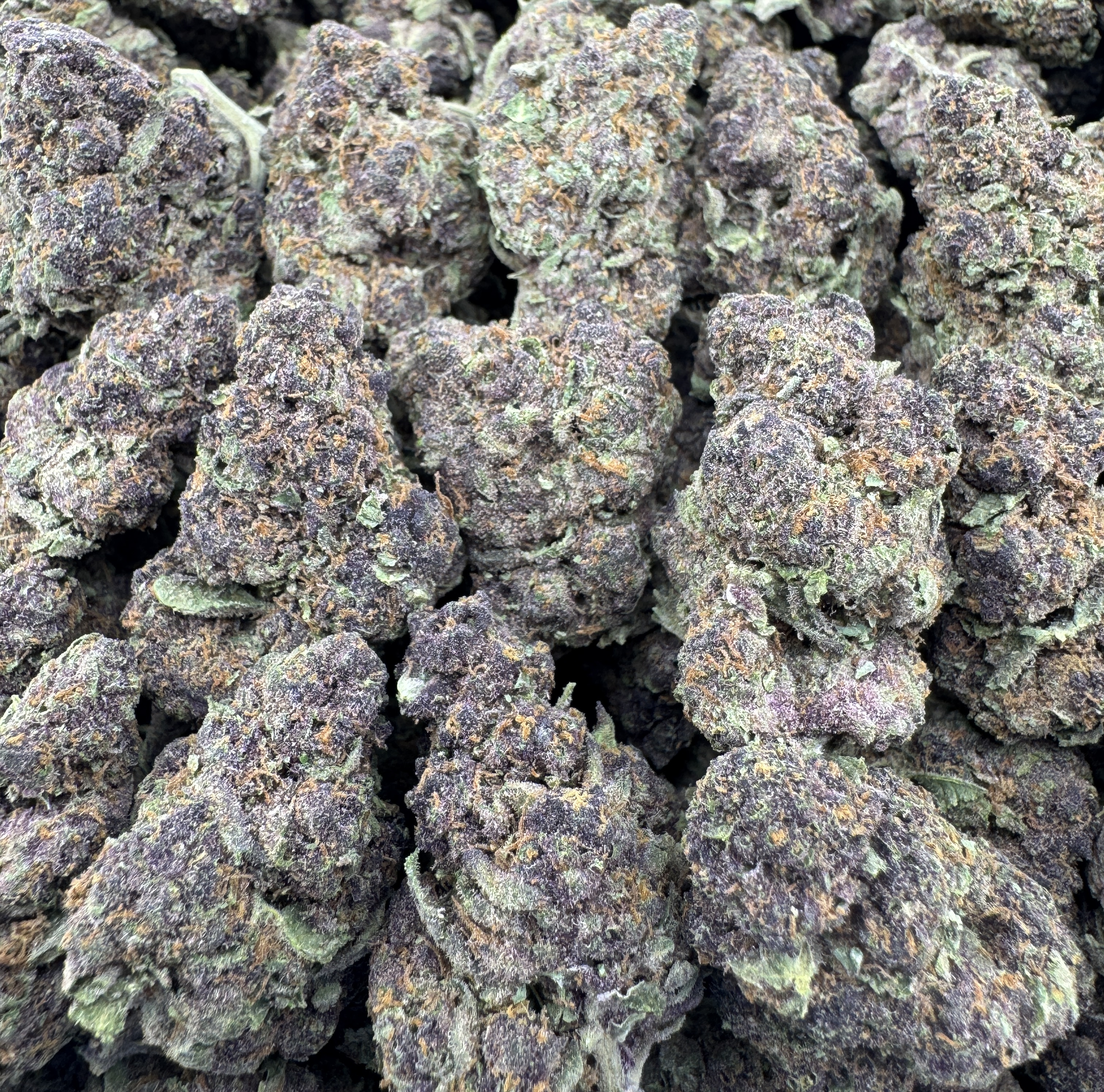 PURPLE JEALOUSY