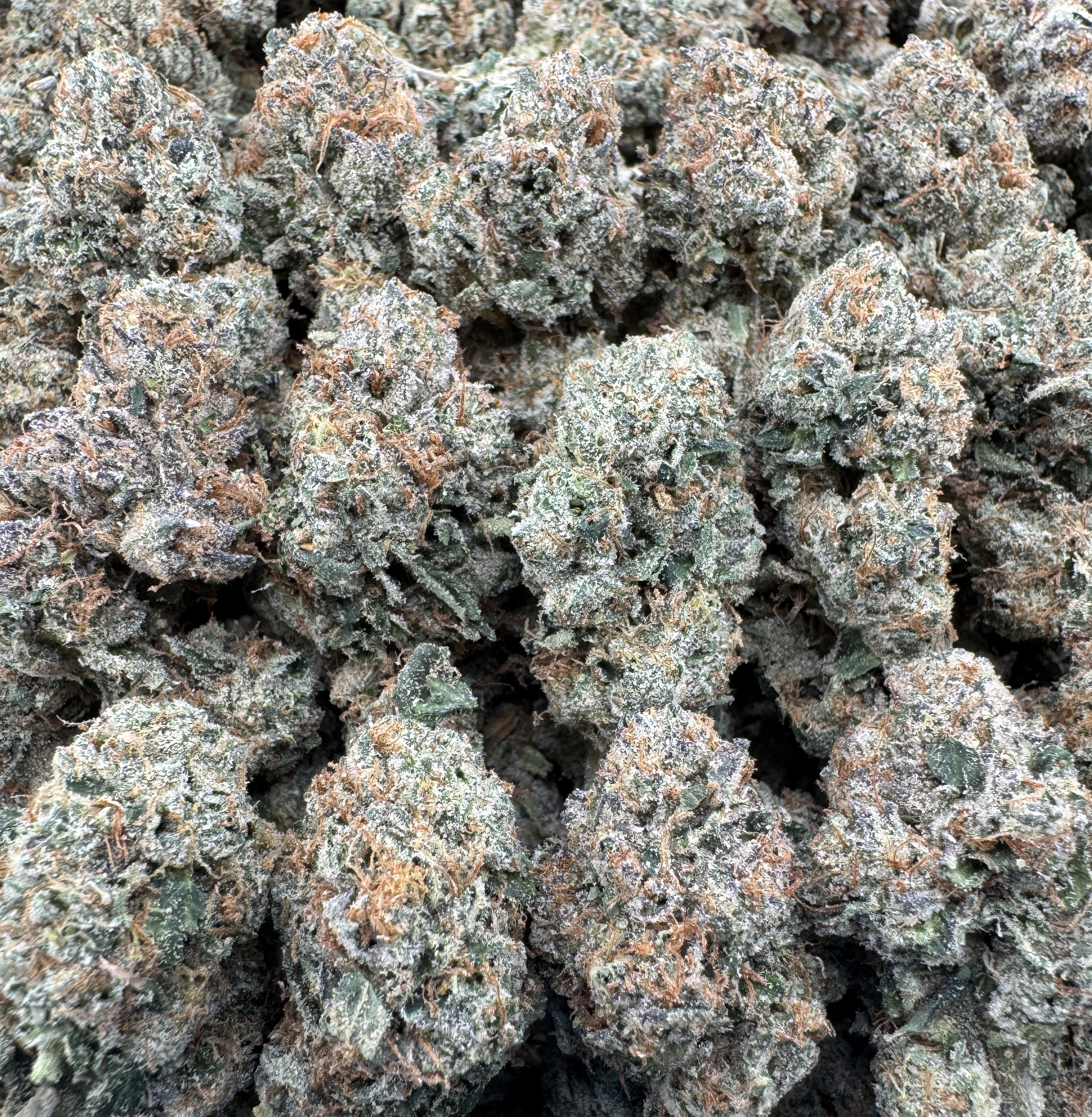 CANDY BOMB MEDIUMS