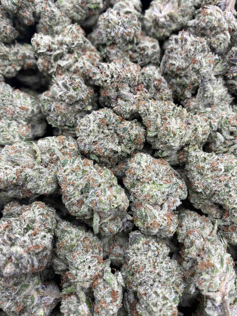 GORILLA GLUE