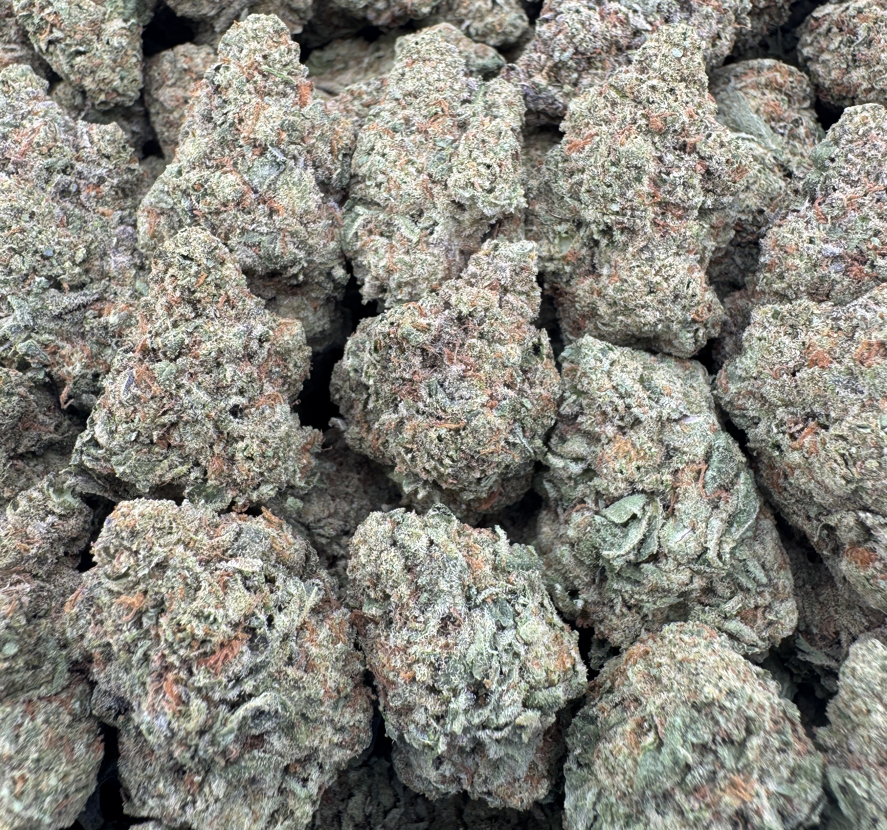 JUNGLE CAKE