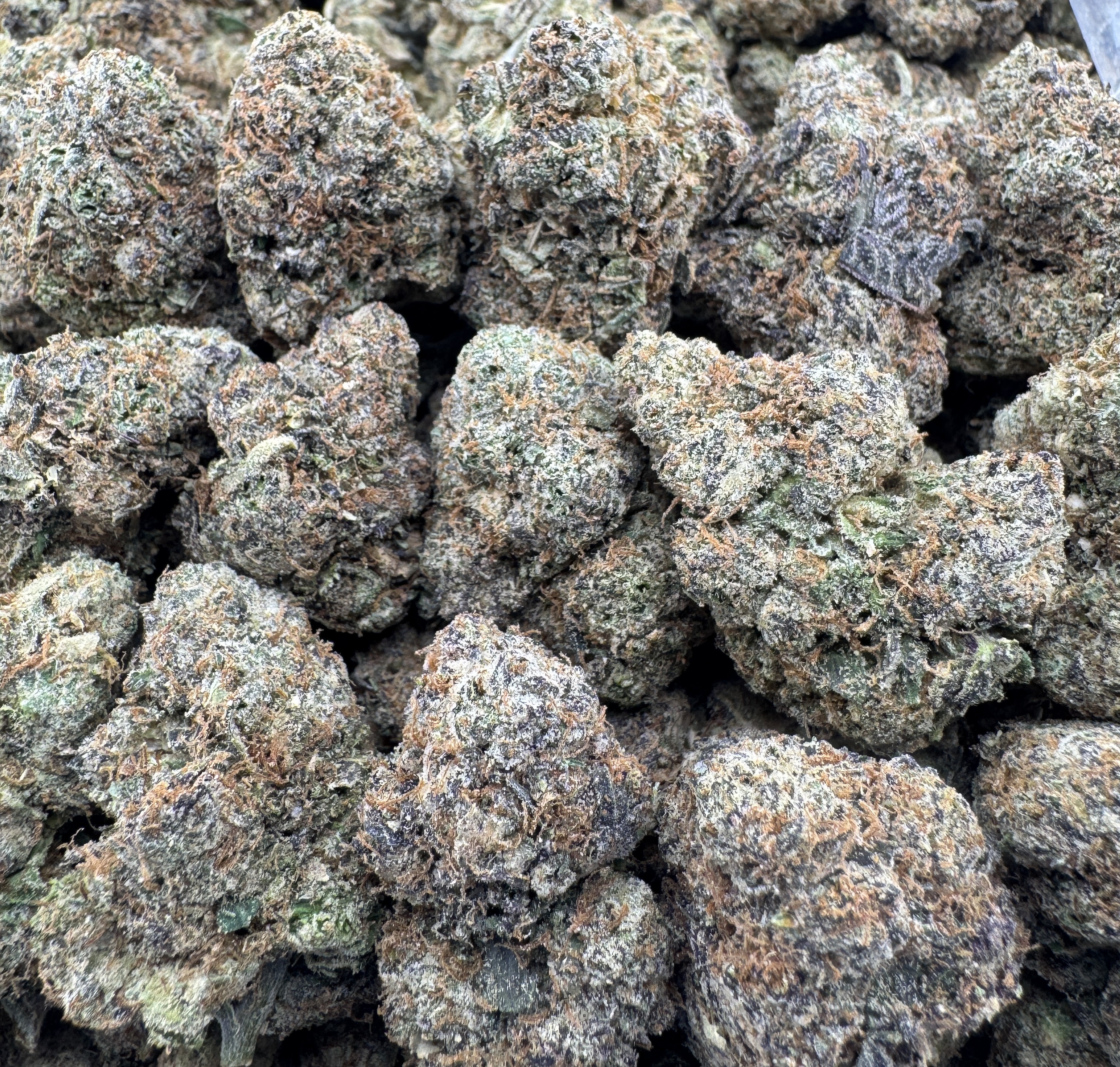 CEREAL GELATO