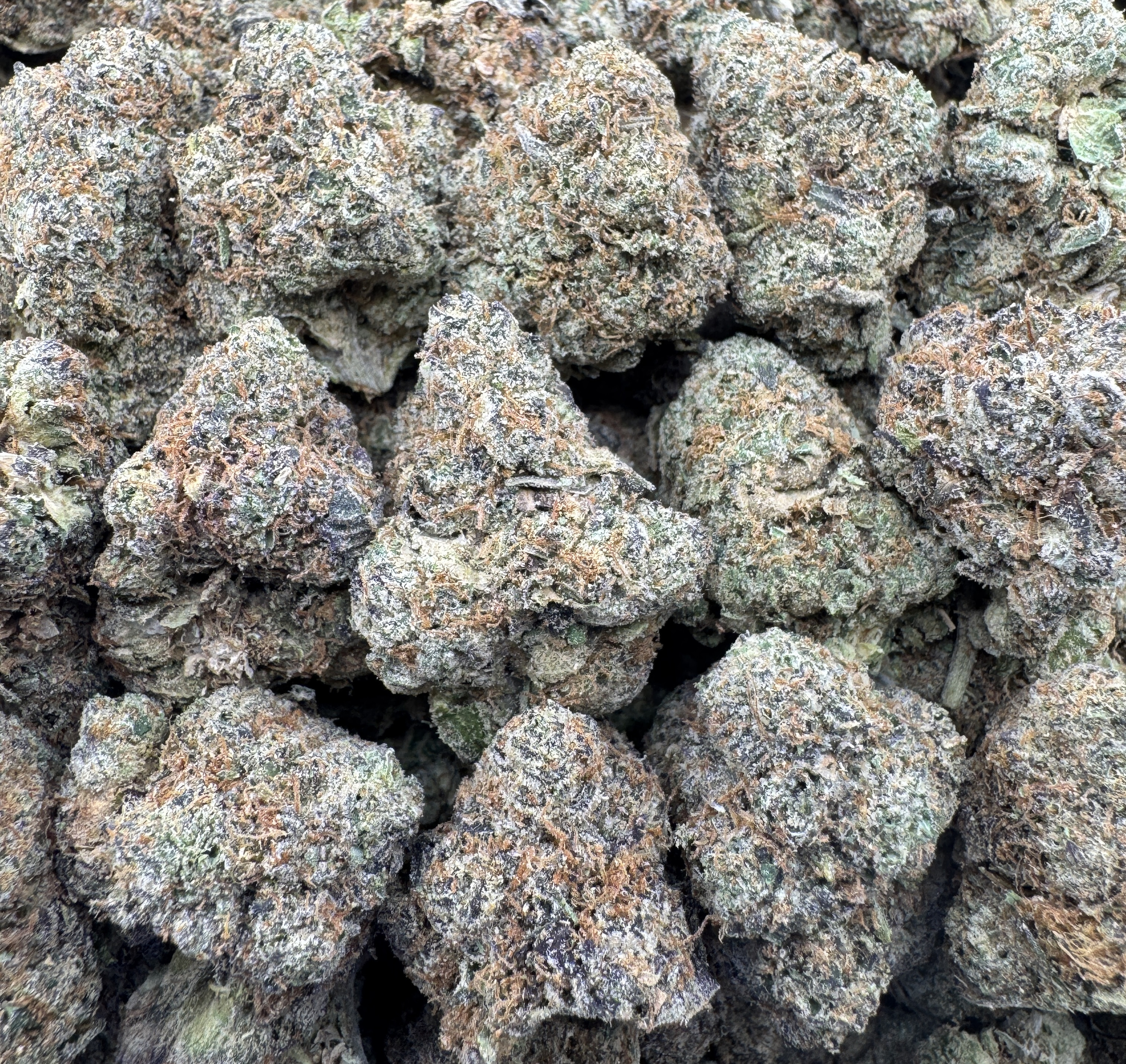 WATERMELON RUNTZ