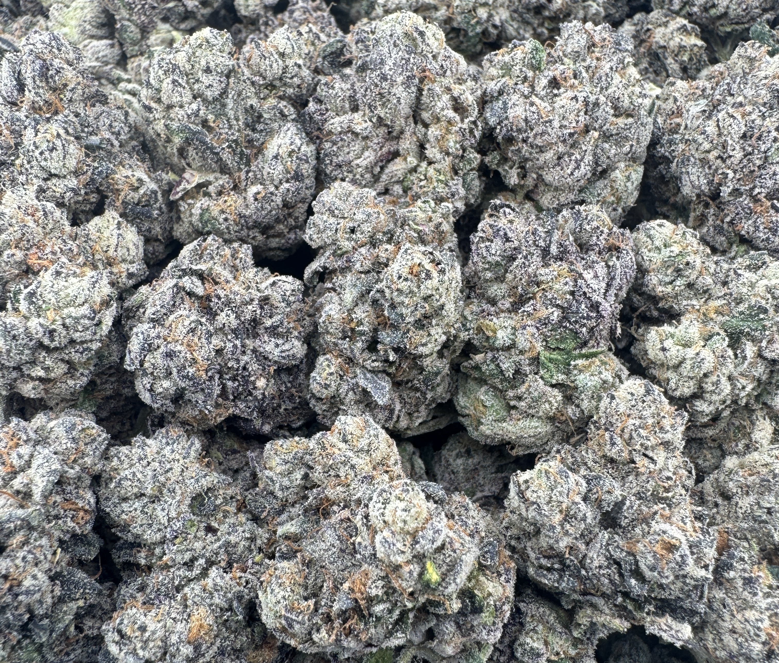 *PURPLE BARNEYS*
