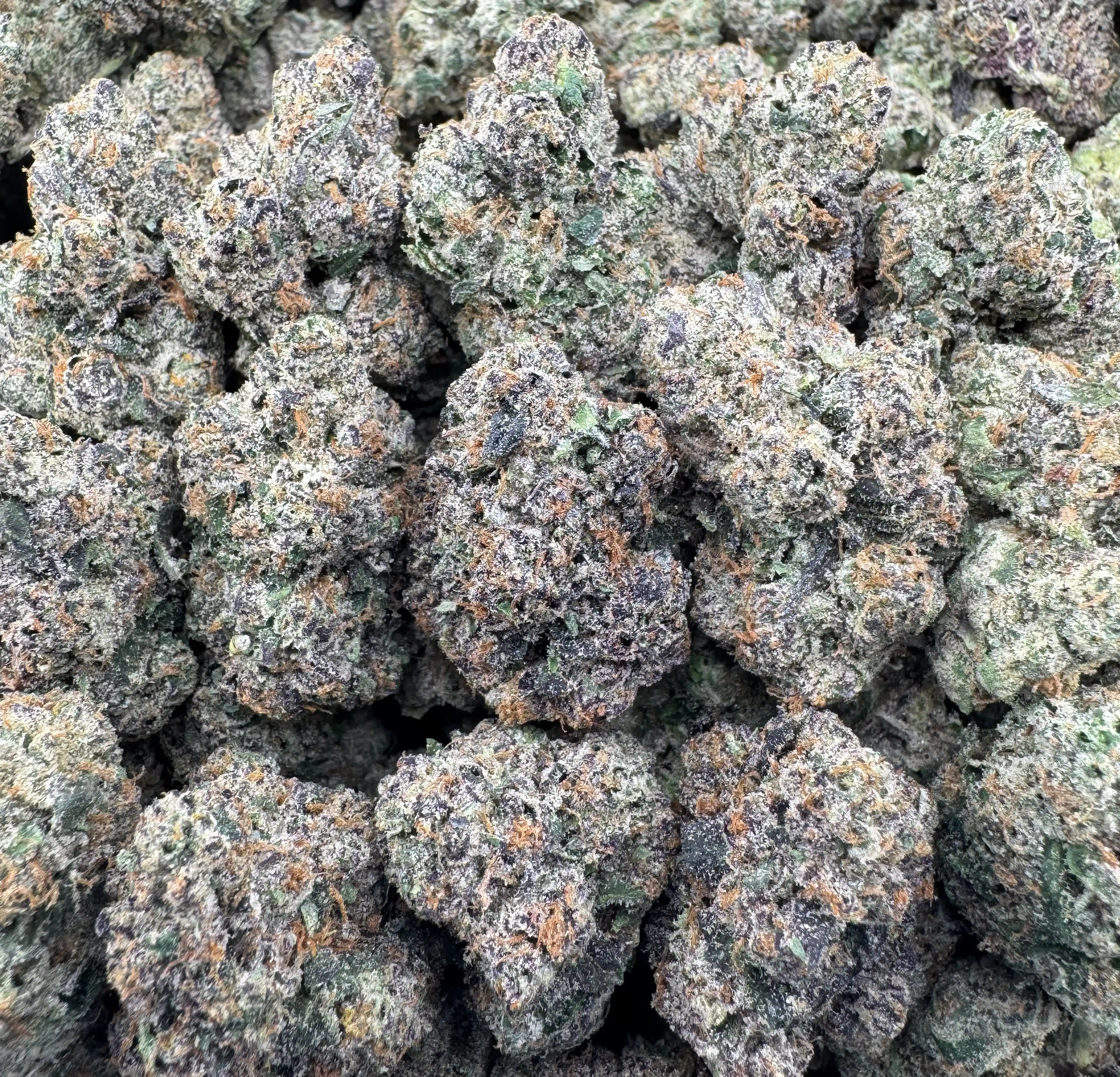 BLACK DAHLIA