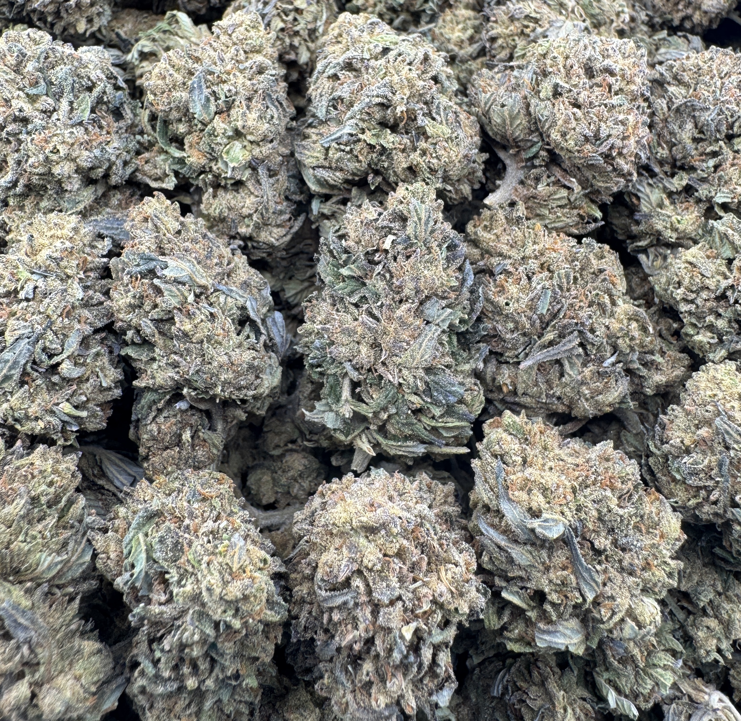MASTER GELATO