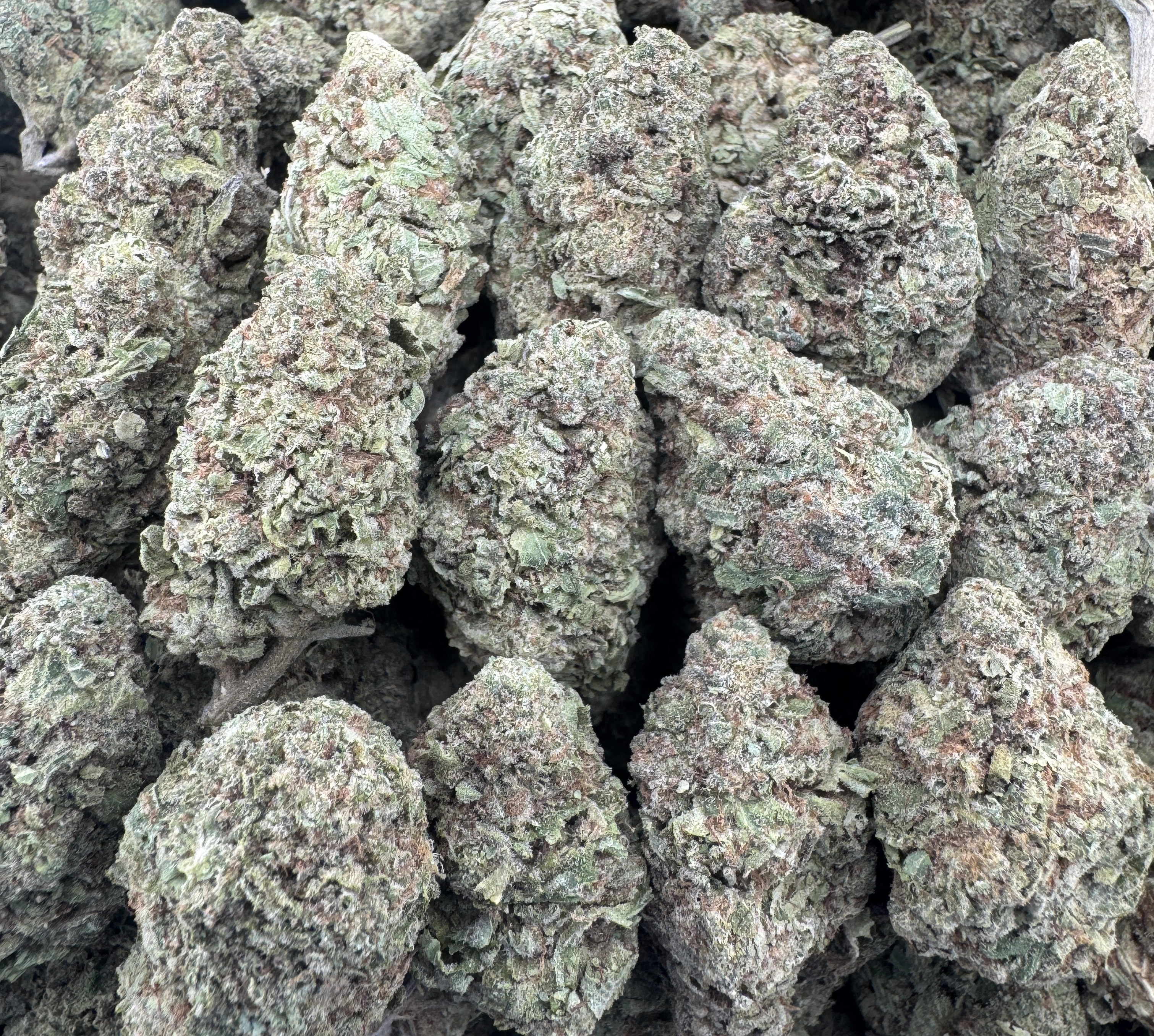 KUSH MINTZ